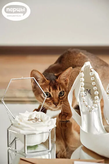 организация свадьбы